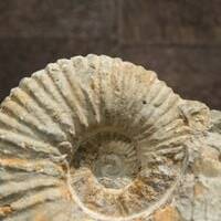 Minerale Ammonite Genere Albien Cretaceo Inferiore