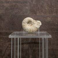Minéral Ammonite du Type Albien