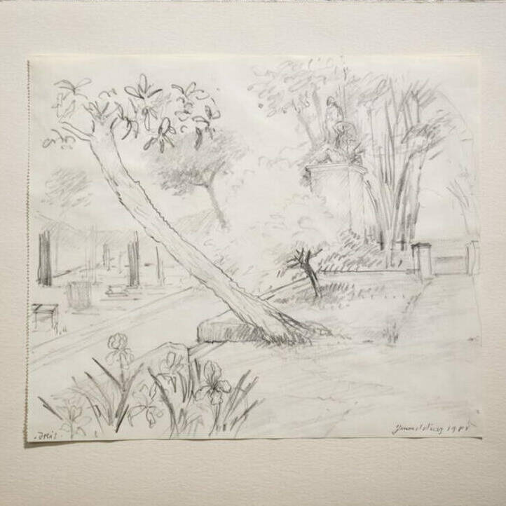 Gérard Diaz  Iris Pencil Drawing