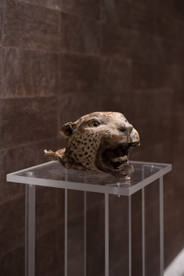 La pantera di Cartier su Egidi MadeinItaly